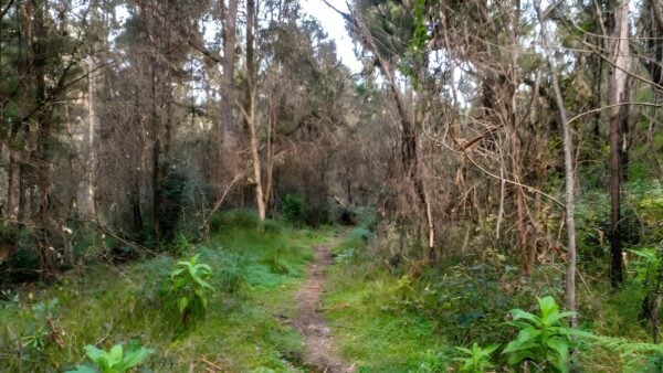 Pierces Pass to Blue Gum Forest Hike (14km) Pierces pass to blue gum forest hike (14km)