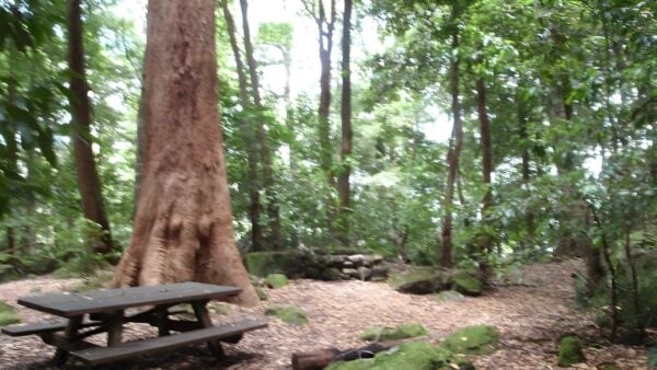 Scenic Railway to Leura Forest Hike (6.7km) Scenic railway to leura forest hike (6. 7km)