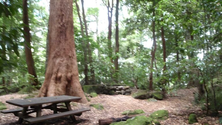 Scenic Railway to Leura Forest Hike (6.7km) Scenic railway to leura forest hike (6. 7km)