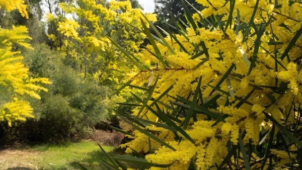 Wattle Walk (1.1km) Wattle walk (1. 1km)
