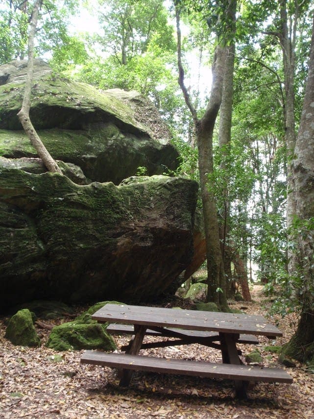 Carrington Park to Leura Forest & Pass Loop Walk (4.8km) Carrington park to leura forest and pass loop