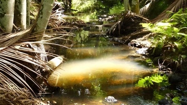 Eastern escarpment conservation area trail walk (5km)