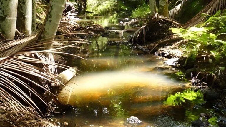Eastern escarpment conservation area trail walk (5km)