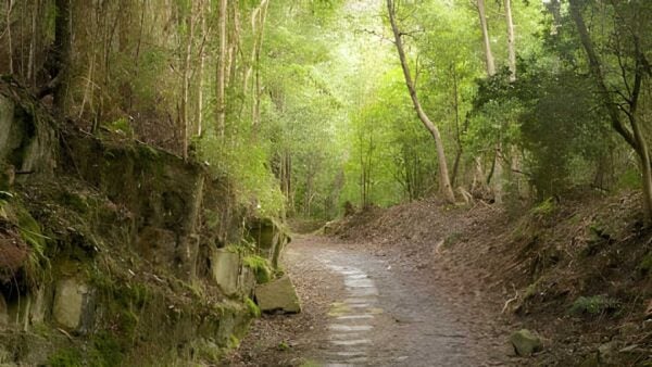 Fern tree to waterworks reserve walk (7km)