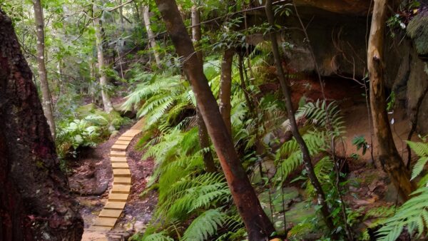 Piles Creek Loop Walk (4km) Piles creek loop walk (4km)
