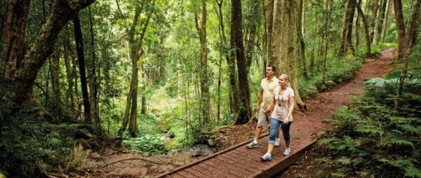 Bunya bunya track bunya mountains national park 600x254