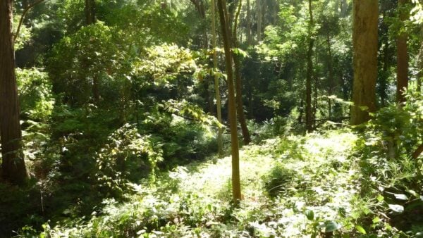 Black duck creek circuit walk (2. 1km)