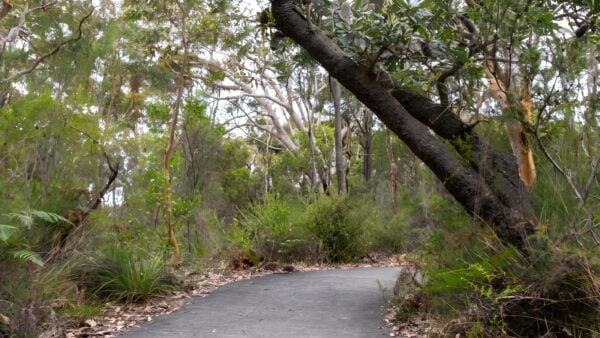 Bungoona Lookout & Path Walk (900m) Bungoona lookout & path walk (900m)