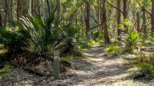 Dark beach walking track (500m)