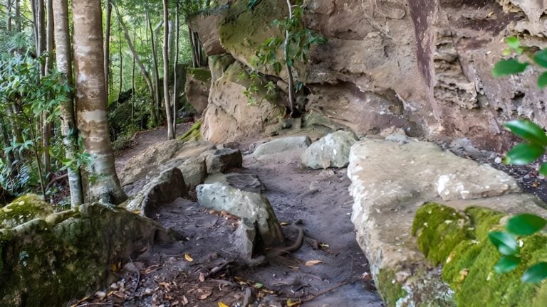 George Boyd Rainforest Walking Track (1km) George boyd rainforest walking track (1km)