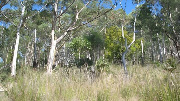 Goat hills zig zag hike (8km)