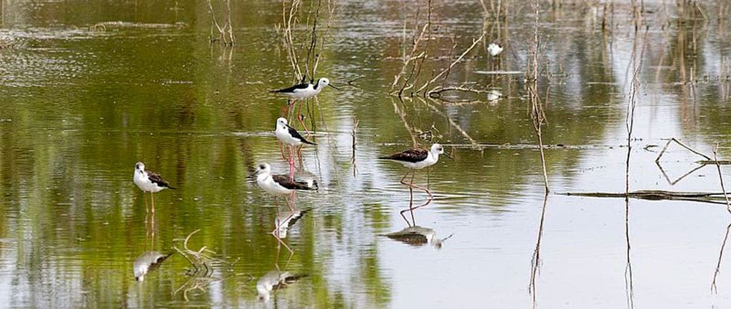 Things to do in the riverina