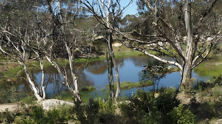 Brandy creek mine to cobungra river hike (7km)