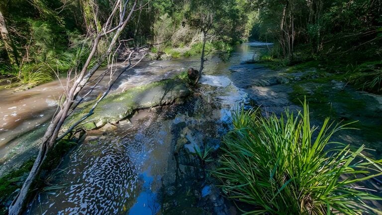 Dawson river walking track (1. 5km)