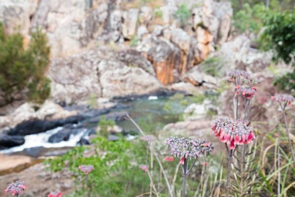 Mount Garnet to Lappa Junction Hike (55km) Misty mountains koolmoon creek track 600x400