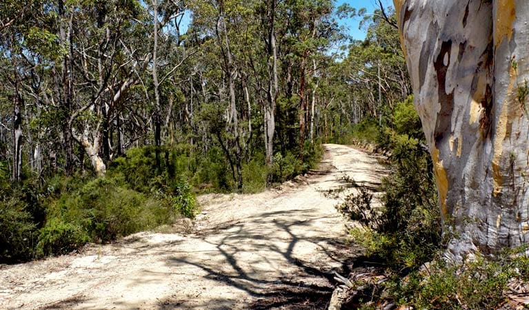 Murphys Trail - Wentworth Falls to Woodford Hike (18km) Murphys trail wentworth falls to woodford trail hiking australia