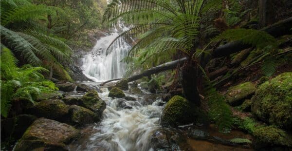 Forth Falls Walk (4km) Silver falls castra rivulet 600x310