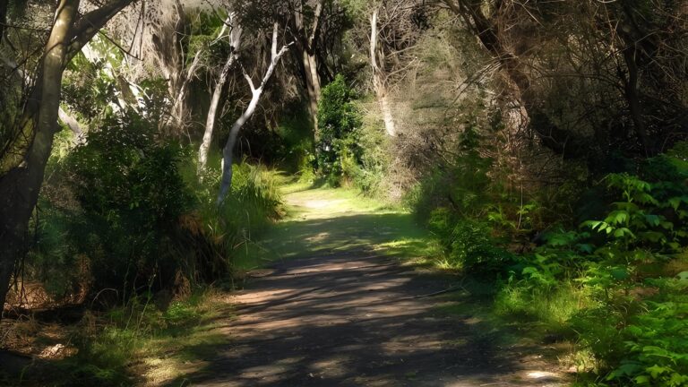 Crowdy Gap Walking Track (800m) Crowdy gap walking track (800m)
