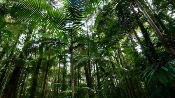 Palm grove walk (1km)