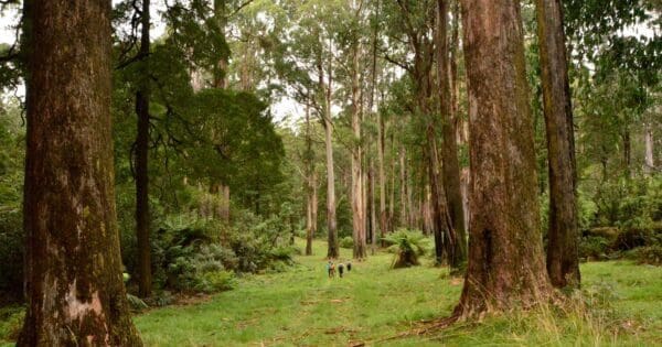 Hikes Trail hiking monda track 600x315