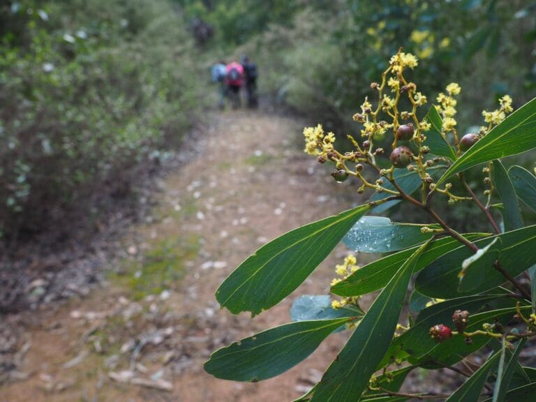 Trail hiking siver creek circuit kinglake 768x576