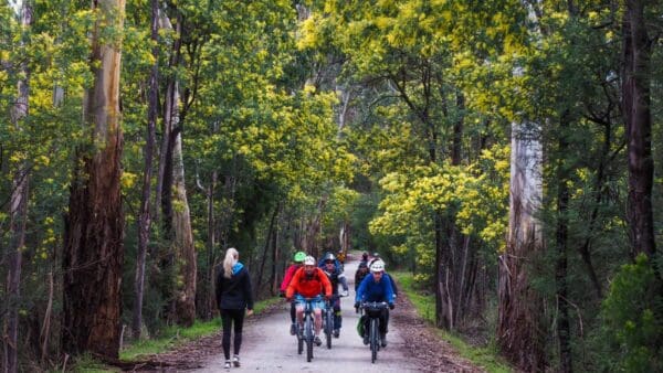 Mount Evelyn Forest Walk (10km) Lilydale to warburton rail trail 600x338