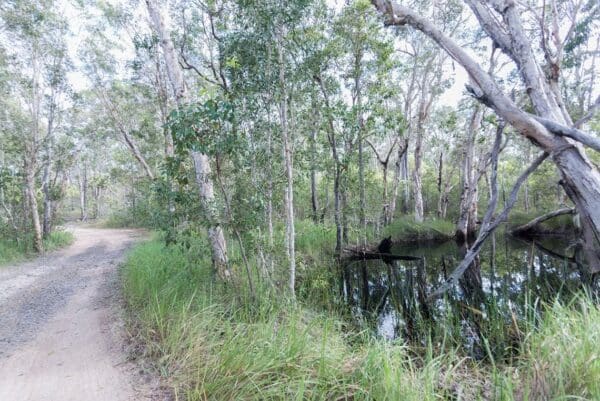 Historic Childers Walk (2km) Melaleuca track 600x401