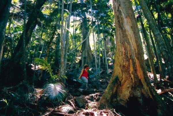 Hikes Morelia walking track 600x404