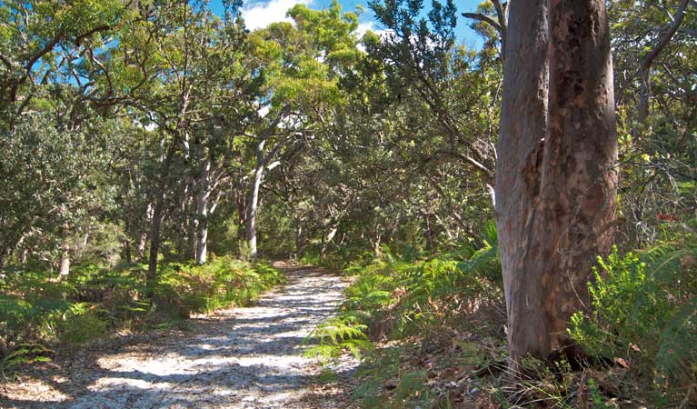 Red Gum Trail Walk (3.4km) Red gum trail trail hiking australia