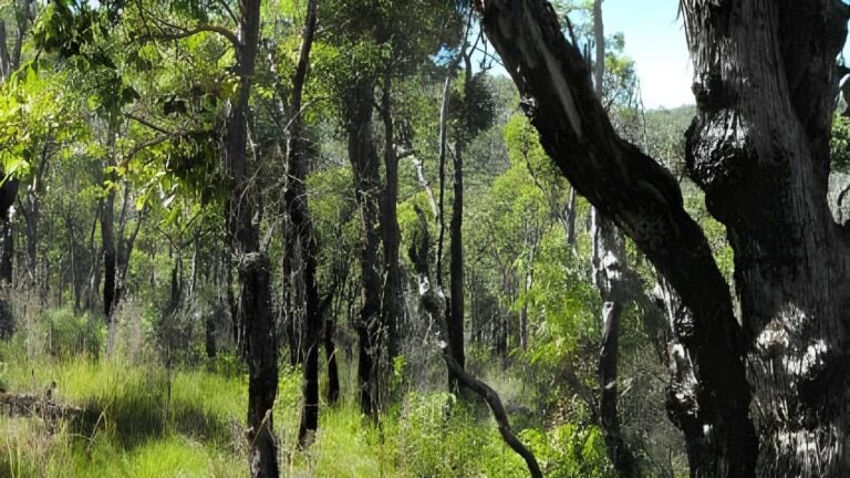 Mount lindesay trail walk (10km)
