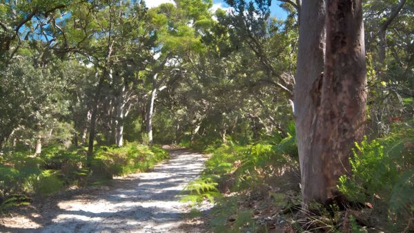Red gum trail walk (3. 4km)