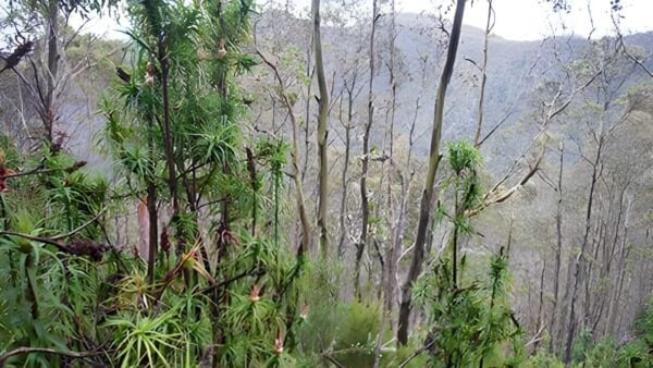 The Springs to Wellington Falls - Milles Track (13km) The springs to wellington falls - milles track (13km)