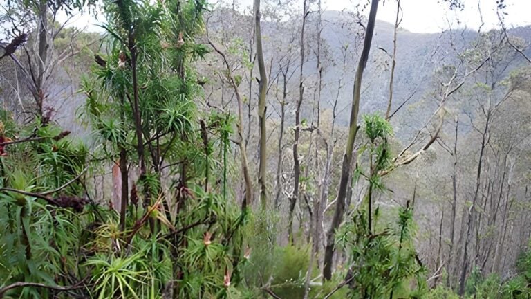 The Springs to Wellington Falls - Milles Track (13km) The springs to wellington falls - milles track (13km)