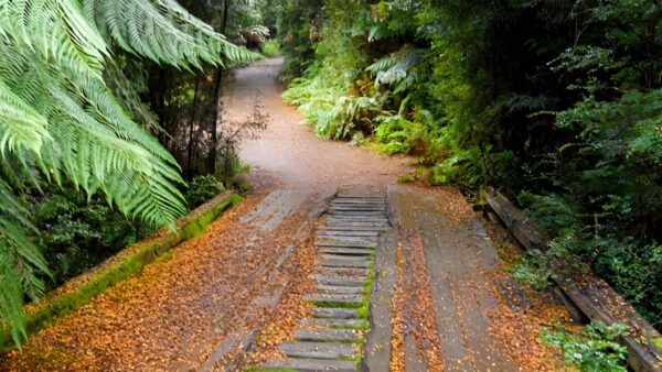North Mount Lyell Rail Trail Walk (12km) North mount lyell rail trail walk (12km)