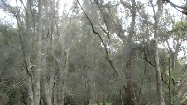Rail to River & Stringybark Creek Reserve Walk (11.2km) Rail to river & stringybark creek reserve walk (11. 2km)