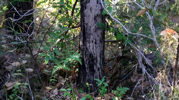 Understory Walk (1.2km) Understory walk (1. 2km)