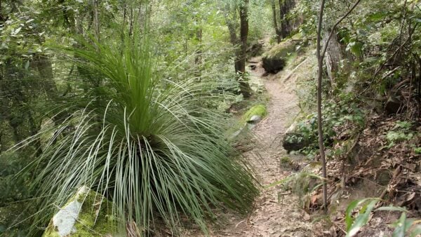 11km walking track (11km)