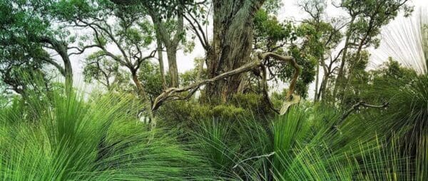 Honan mint trail trail hiking australia 600x254