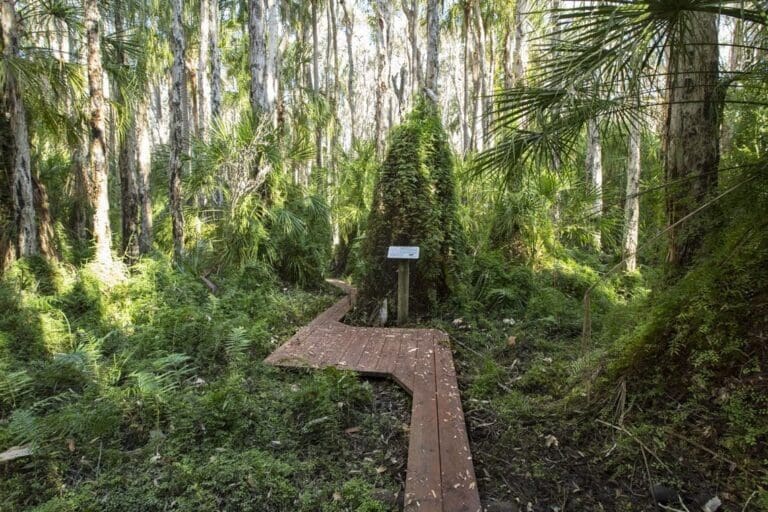 Paperbark trail 768x512