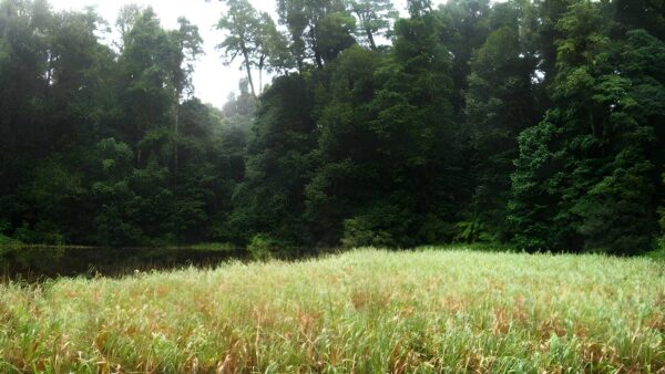 Burraga swamp walking track (2km)