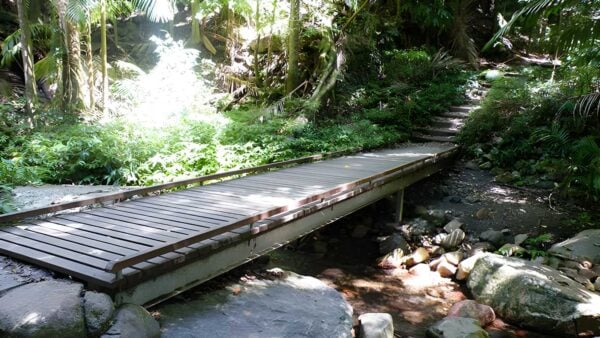 Lyrebird Track (600m) Lyrebird track (600m)