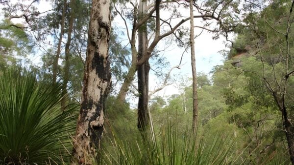 Grass tree circuit walk (1. 6km)