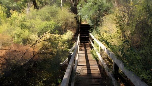 Mundlimup timber trails walk (3km)