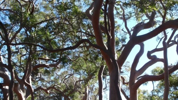 Redgum Trail Walk (3.4km) Redgum trail walk (3. 4km)
