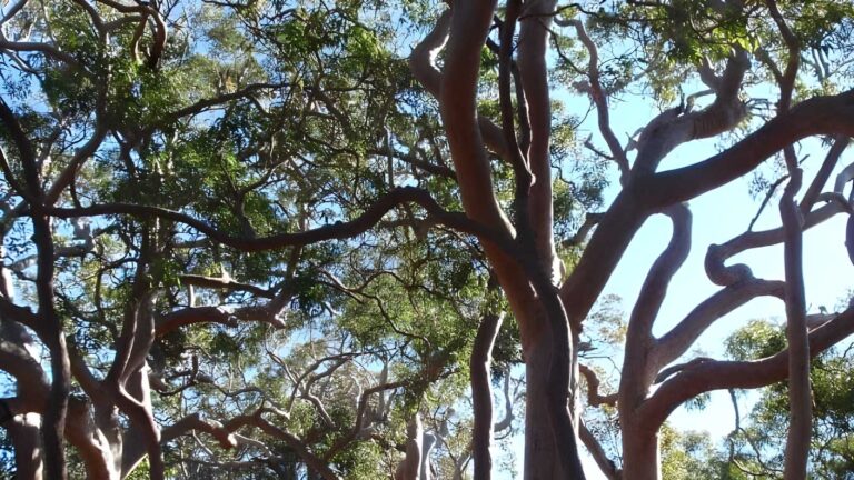 Redgum trail walk (3. 4km)