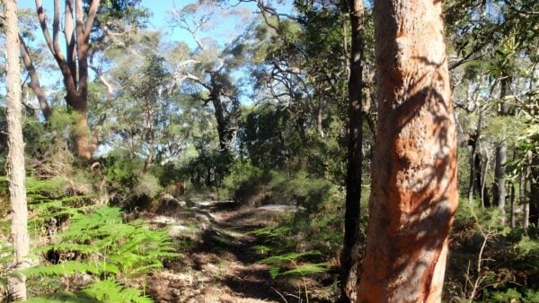 Ridge Trail Loop Walk (1km) Ridge trail loop walk (1km)