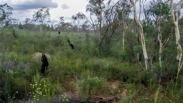 Weddin Gap to Black Spring Loop Trail Walk (20km) Weddin gap to black spring loop trail walk (20km)