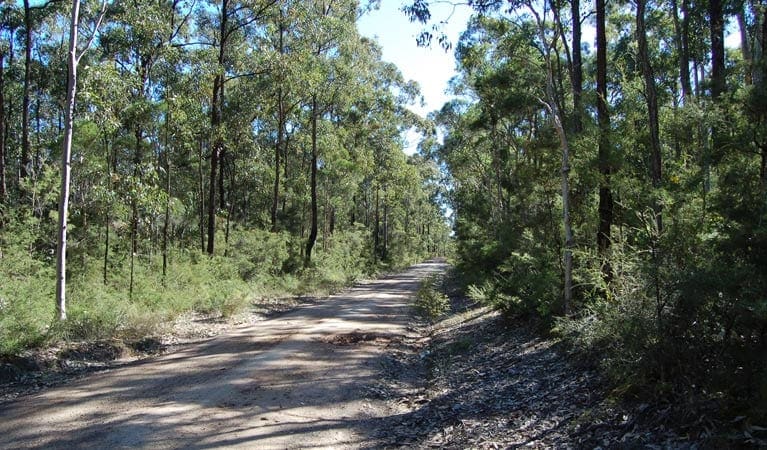 Deadmans Mountain Bike Loop Hike (8km) Deadmans mountain bike loop trail hiking australia