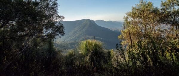 Box Forest Track (7km) Mount mitchell track 600x254