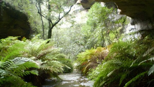 The Nayook Canyon BushTrack (2.2km) The nayook canyon bushtrack (2. 2km)